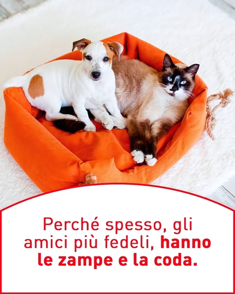 pet bed, dog bed, cat bed, pet cushion, pet mattress, animal bed, pet furniture, product launch, lifestyle, playful, warm, orange, red